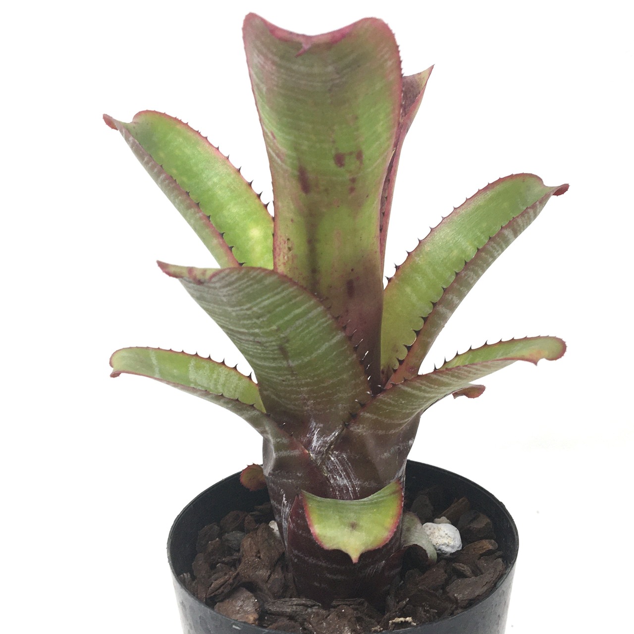 エクメア ヌディカウリス ’セイデル・ブラジル’【982】