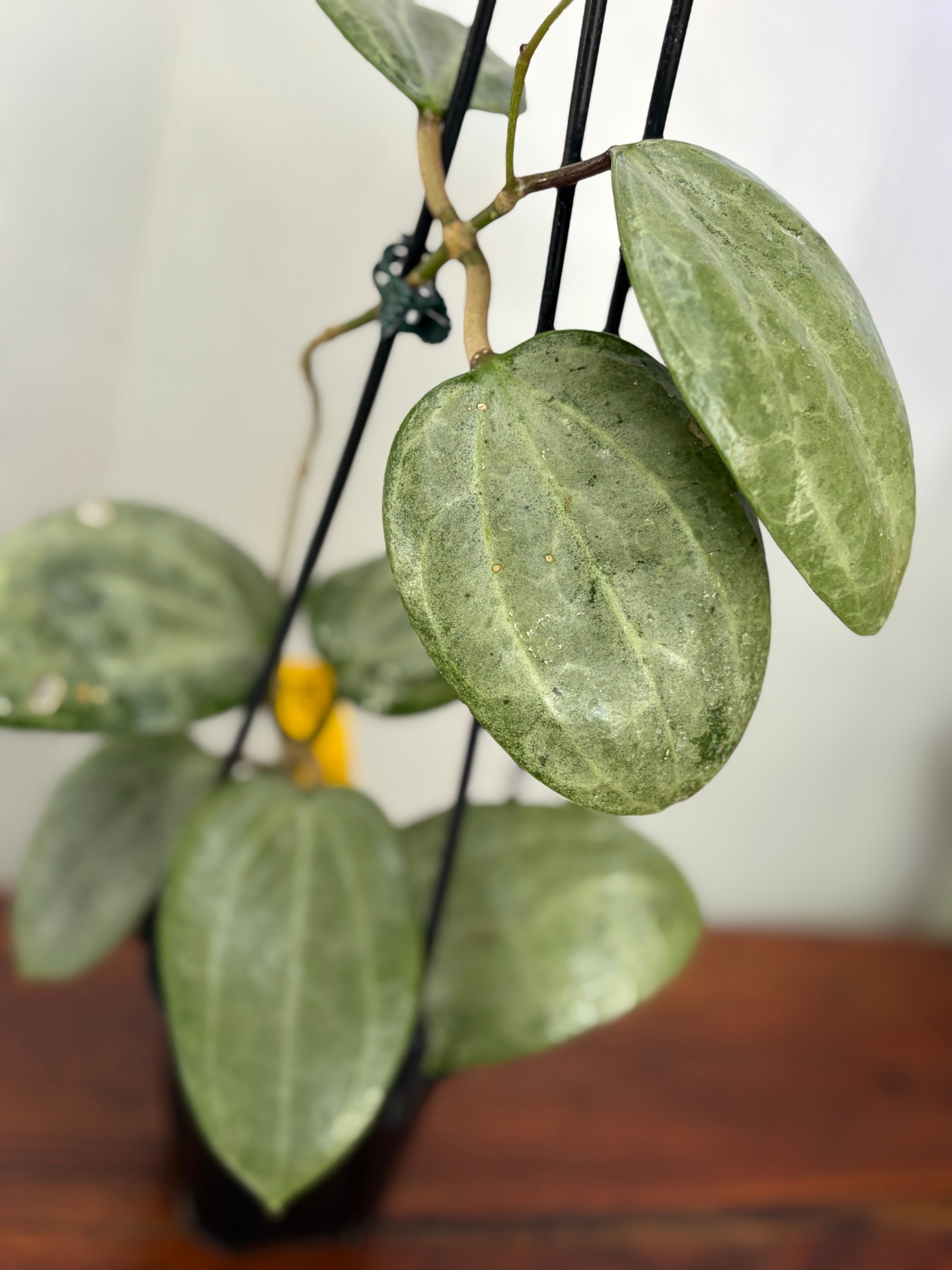 Hoya | BALI-AN 園芸