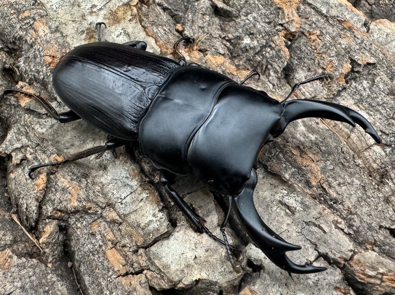 【WD】《ミンダナオパリーオオクワ  65mm ペア》