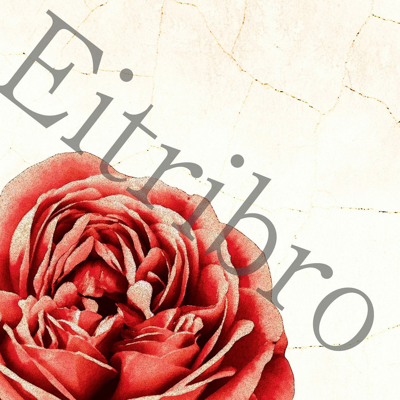アートポスター / Red rose　eb052