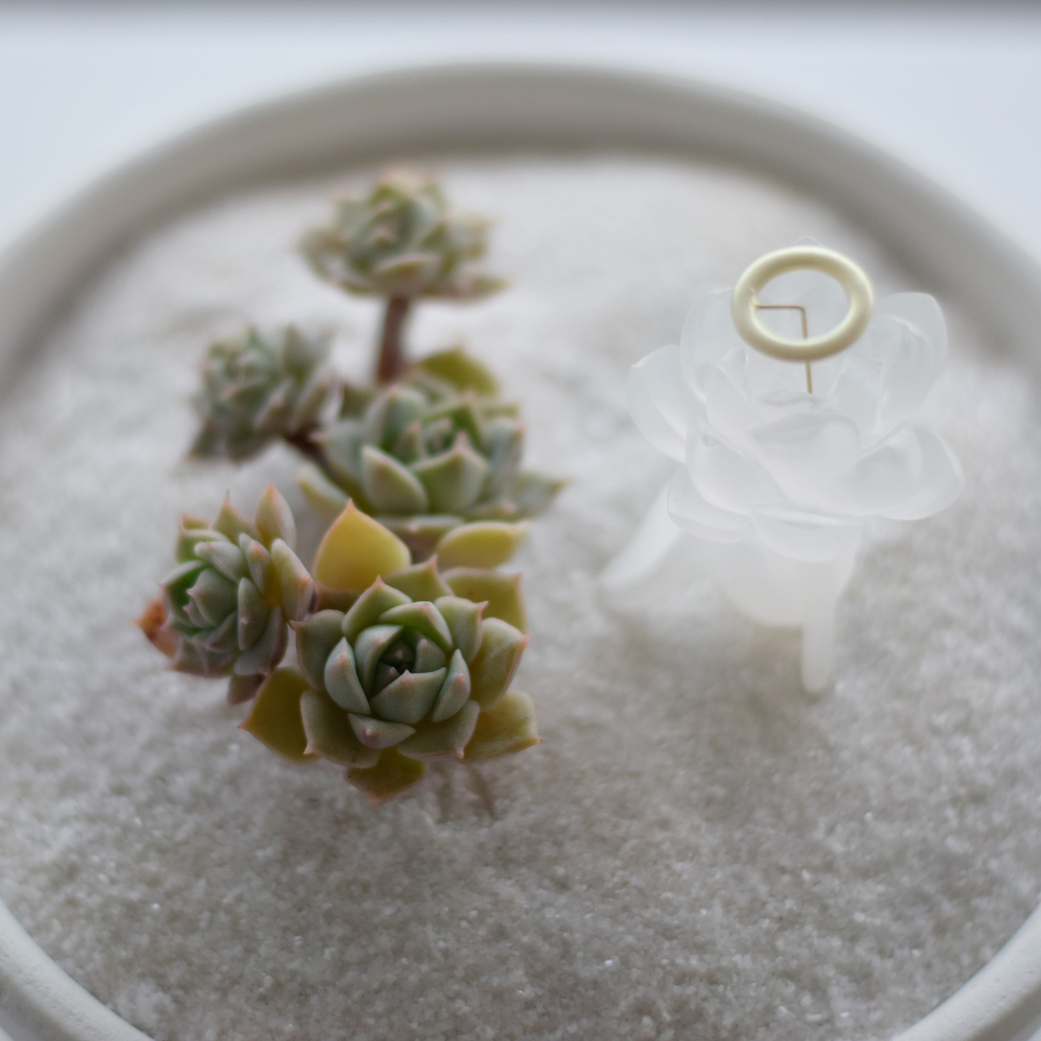 echidna サキュ天使 陣内啓治 多肉植物 サボ天使 ミニチュア ドール echidna サキュ天使 陣内啓治 多肉植物 サボ天使 ミニチュア