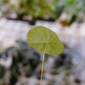 Stephania kaweesakii / ステファニア カウィーサキー㉖/ 観葉植物