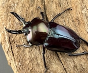 《ニジイロクワガタ 虹瑠璃 42.5mm ペア》ハイマウンテン氏委託個体