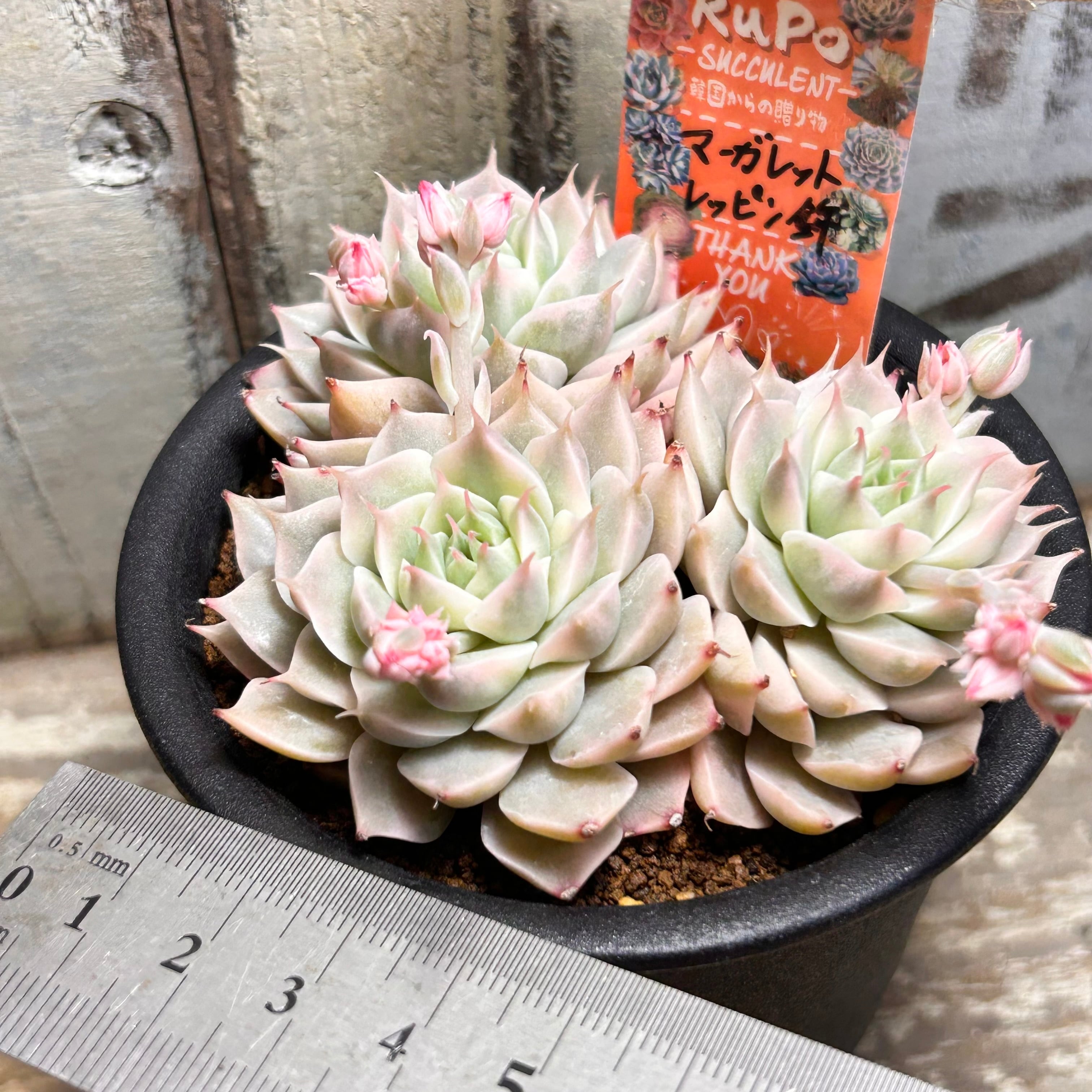 マーガレットレッピン錦 | RuPo 多肉植物専門店