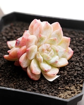 【11月2日イベント凱旋ガチャ】 8種+α セット