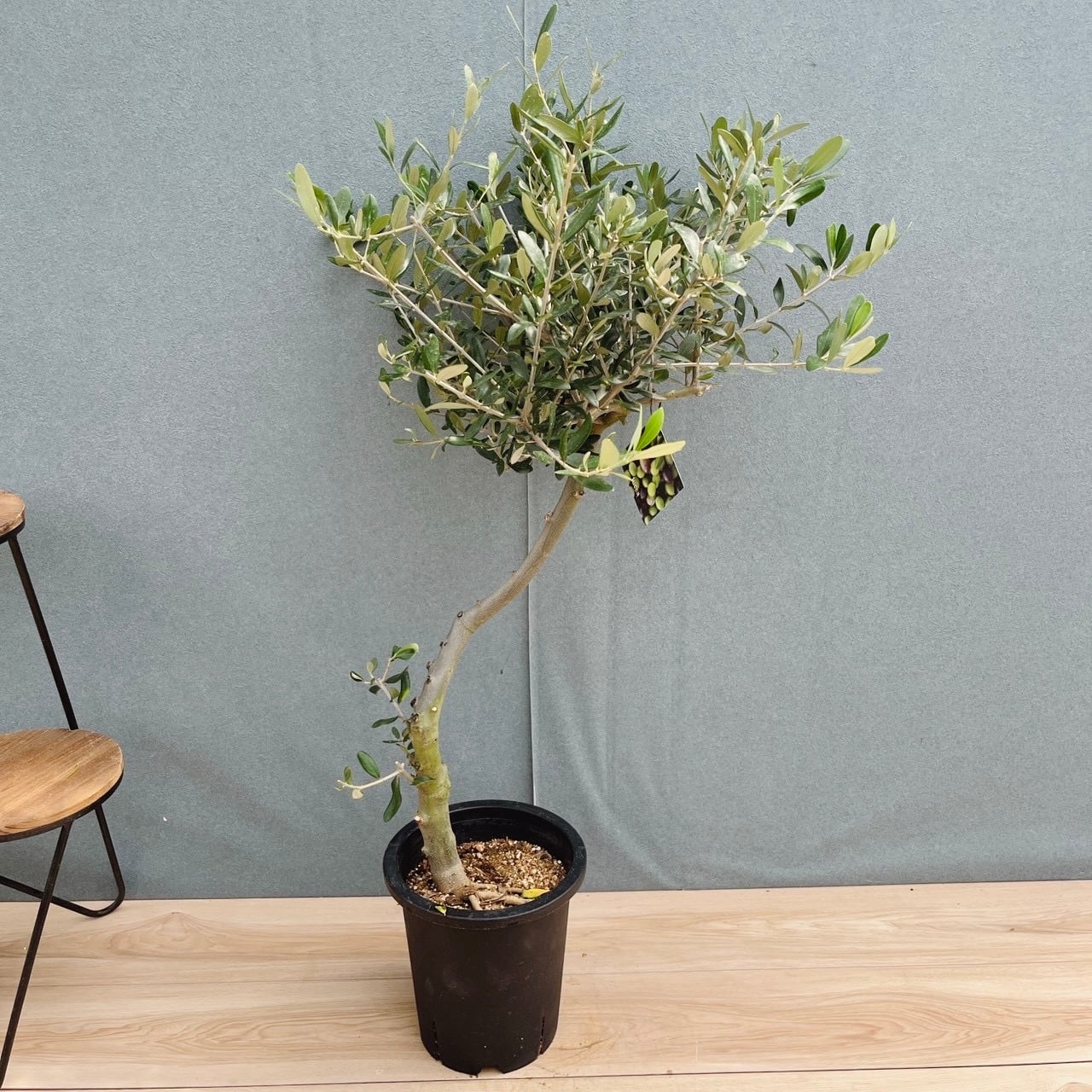 現品］40番 創樹 オリーブ ルッカ 7号 観葉植物 屋外 オリーブの木