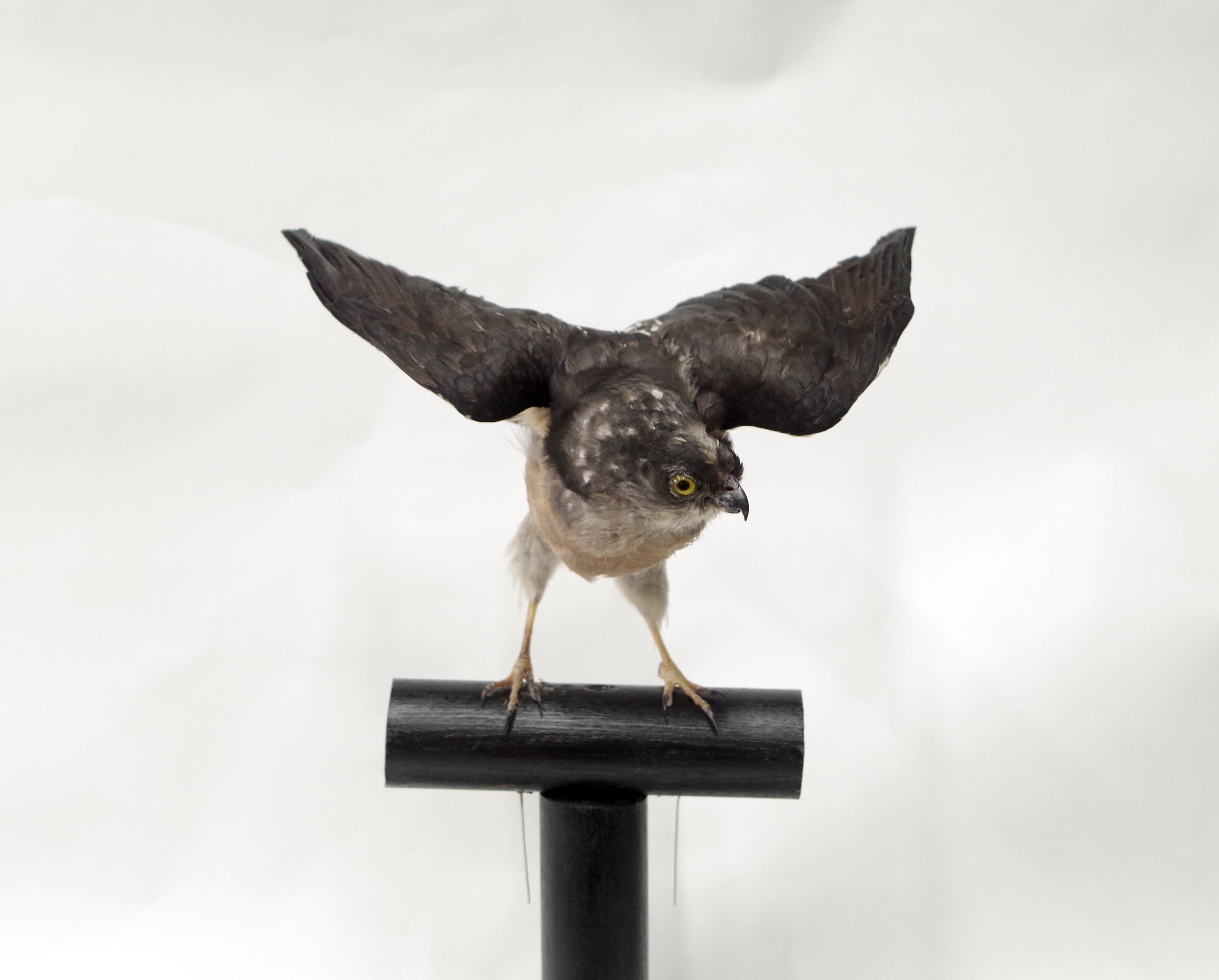 剥製 | アトリエ杉本