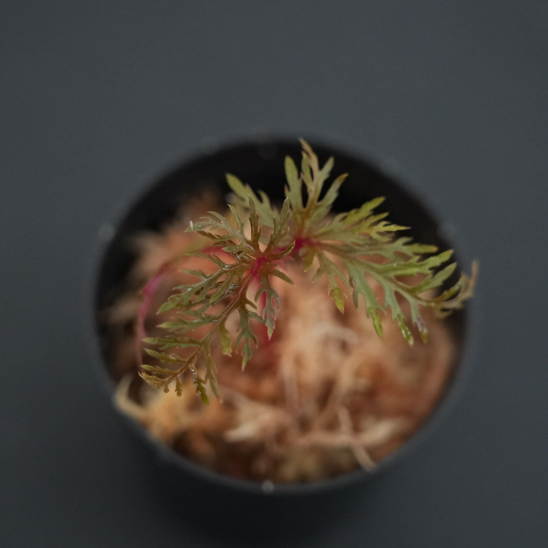 専用❣️Begonia bipinnatifida ベゴニア　ビピンナティフィダ❣️ Begonia bipinnatifida ベゴニア ビピンナティフィダ いい感じに大きく