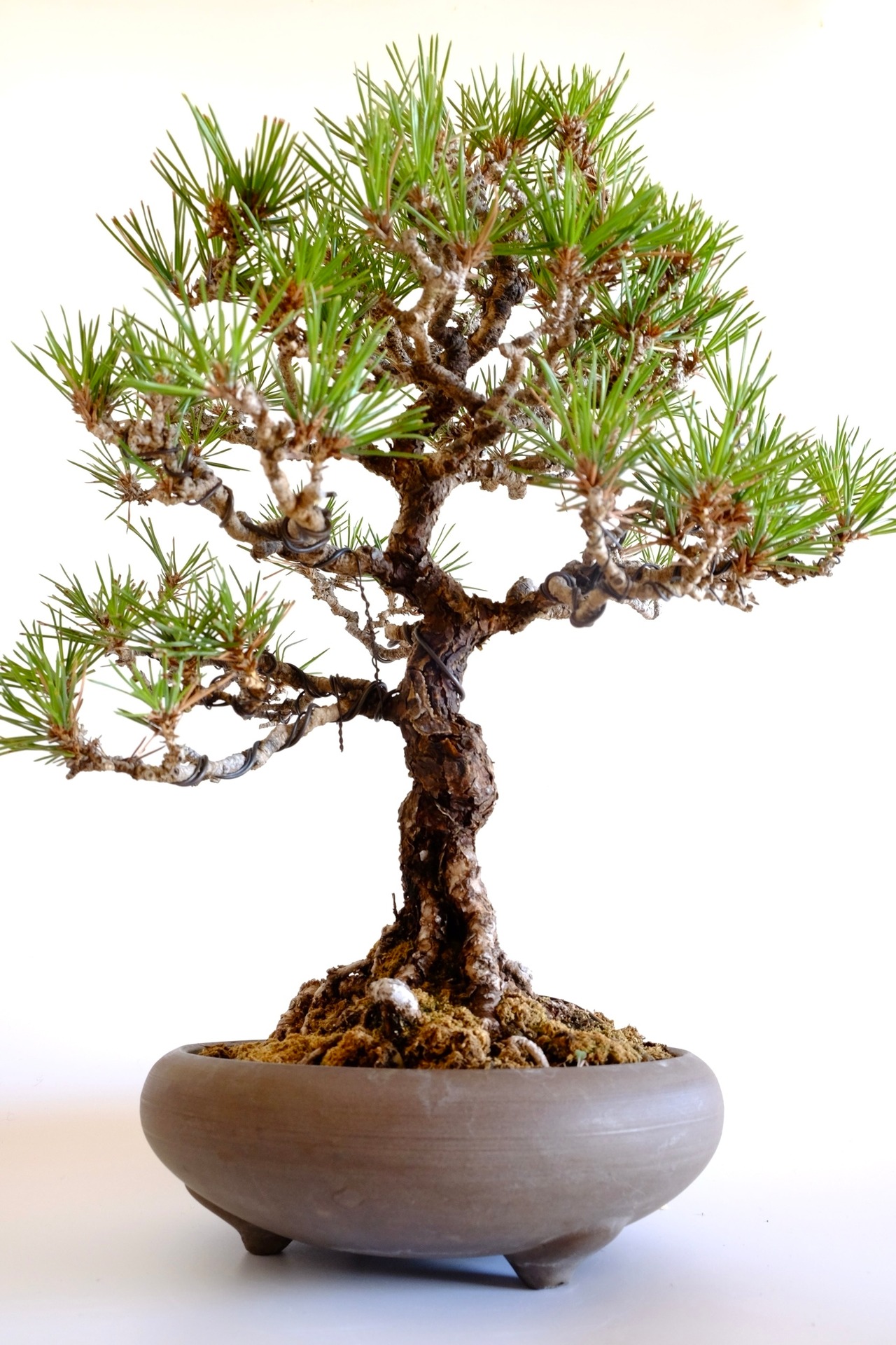 5. 黒松 Kuromatsu (Black pine)