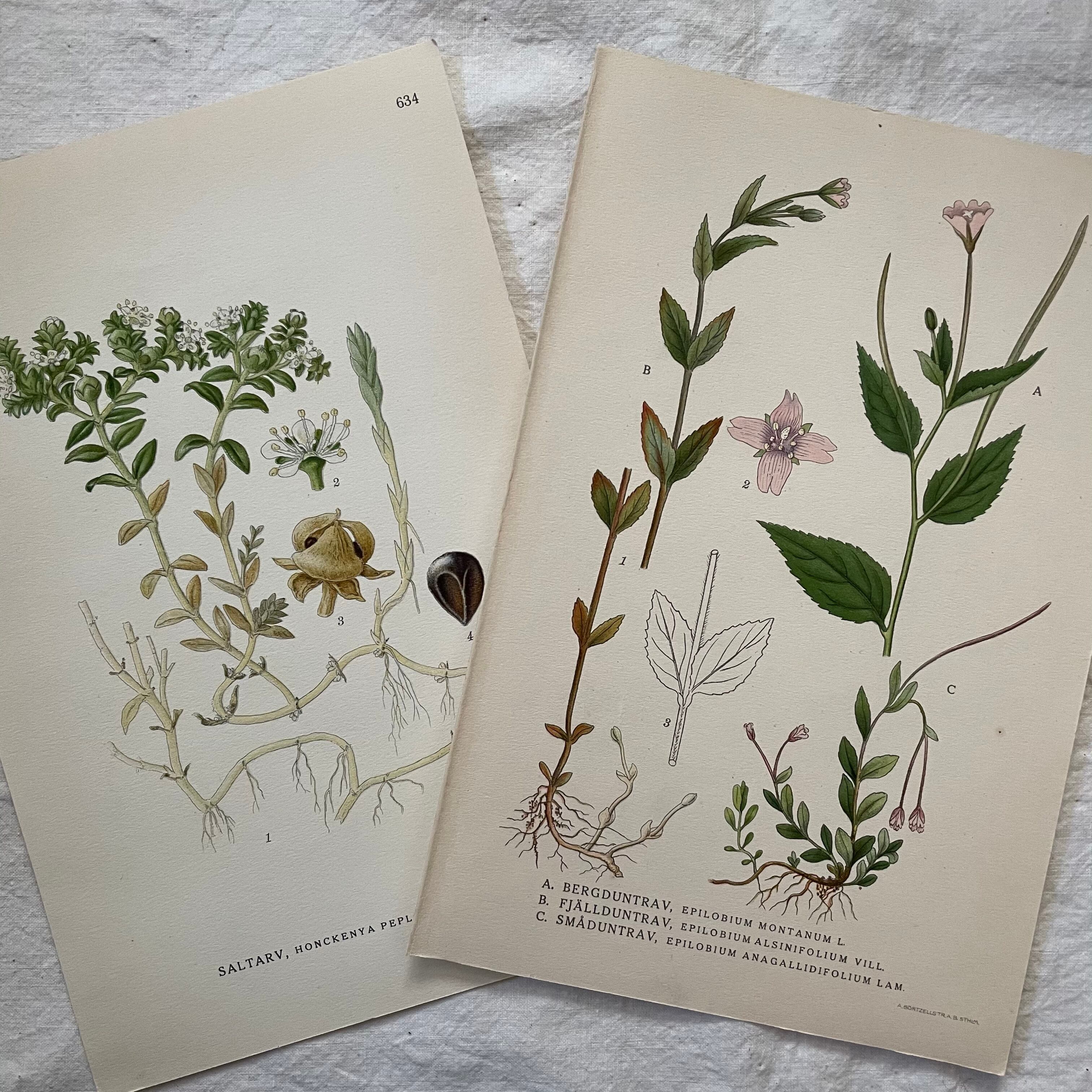 植物の紙セット28