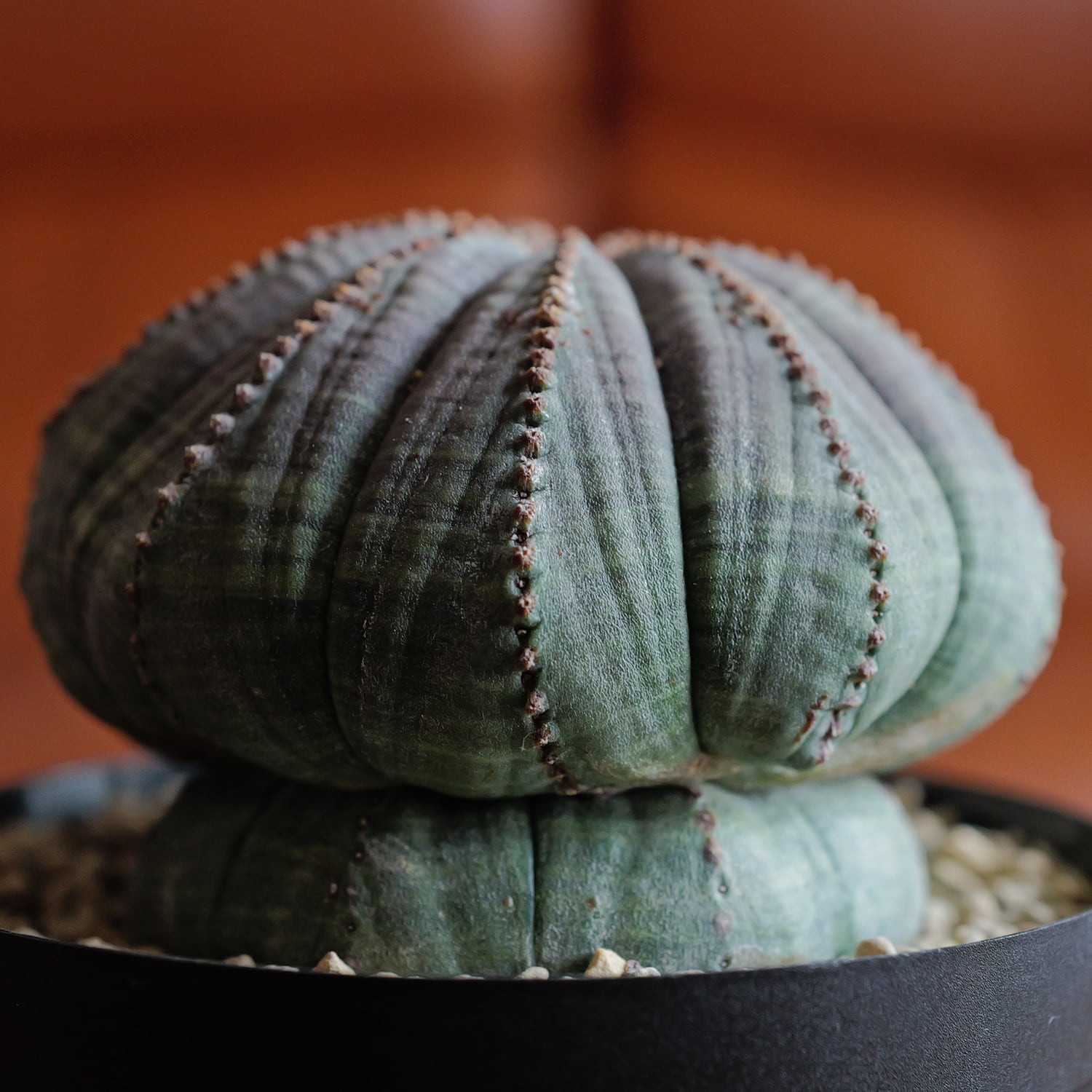 オベサ モンスト株 オールドオベサ 木質化 幅7cm ♂ シンメトリカ ホリダ 大株 最大幅 約7.5cm 異型 モンスト キノコ型 オベサ / ユーフォルビア