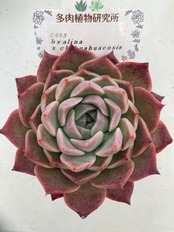 【現物商品】ヒアリナ ｘ チワワエンシス