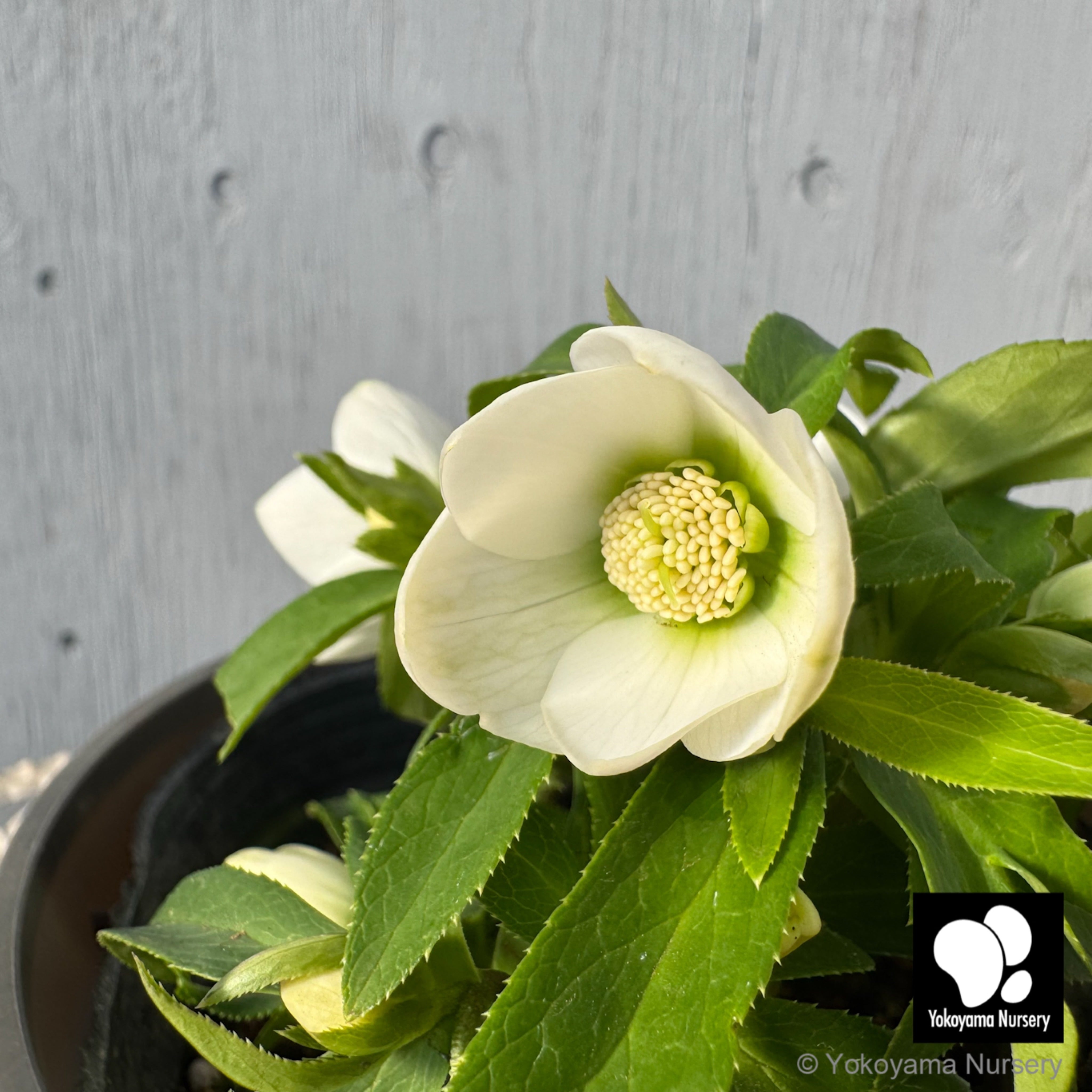 抽選販売】［19］ クリスマスローズ ベビードール ホワイト 4.5号