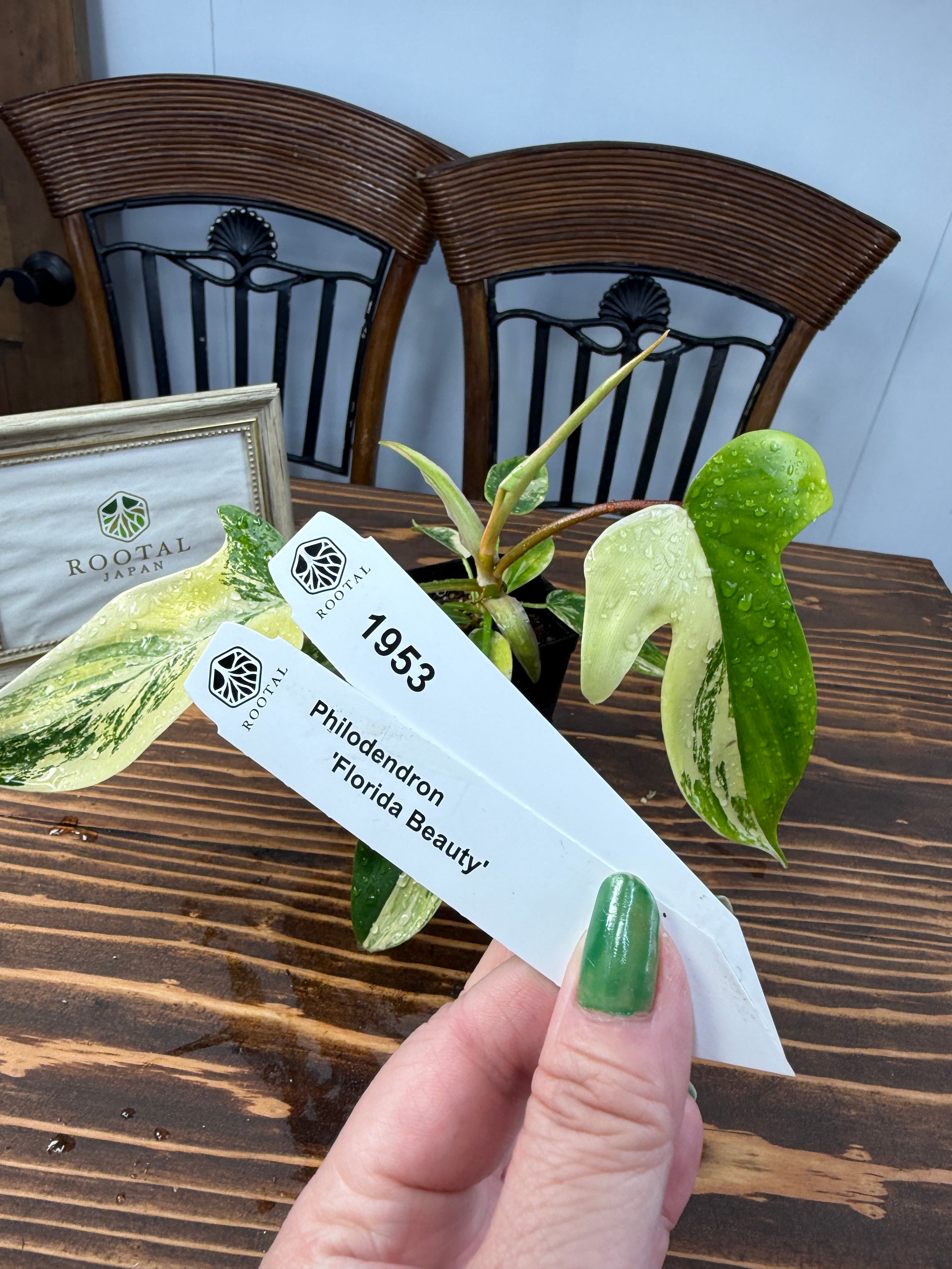 ★1953【美斑】 フィロデンドロン フロリダビューティー若苗(2.5号ロング硬質ポット)