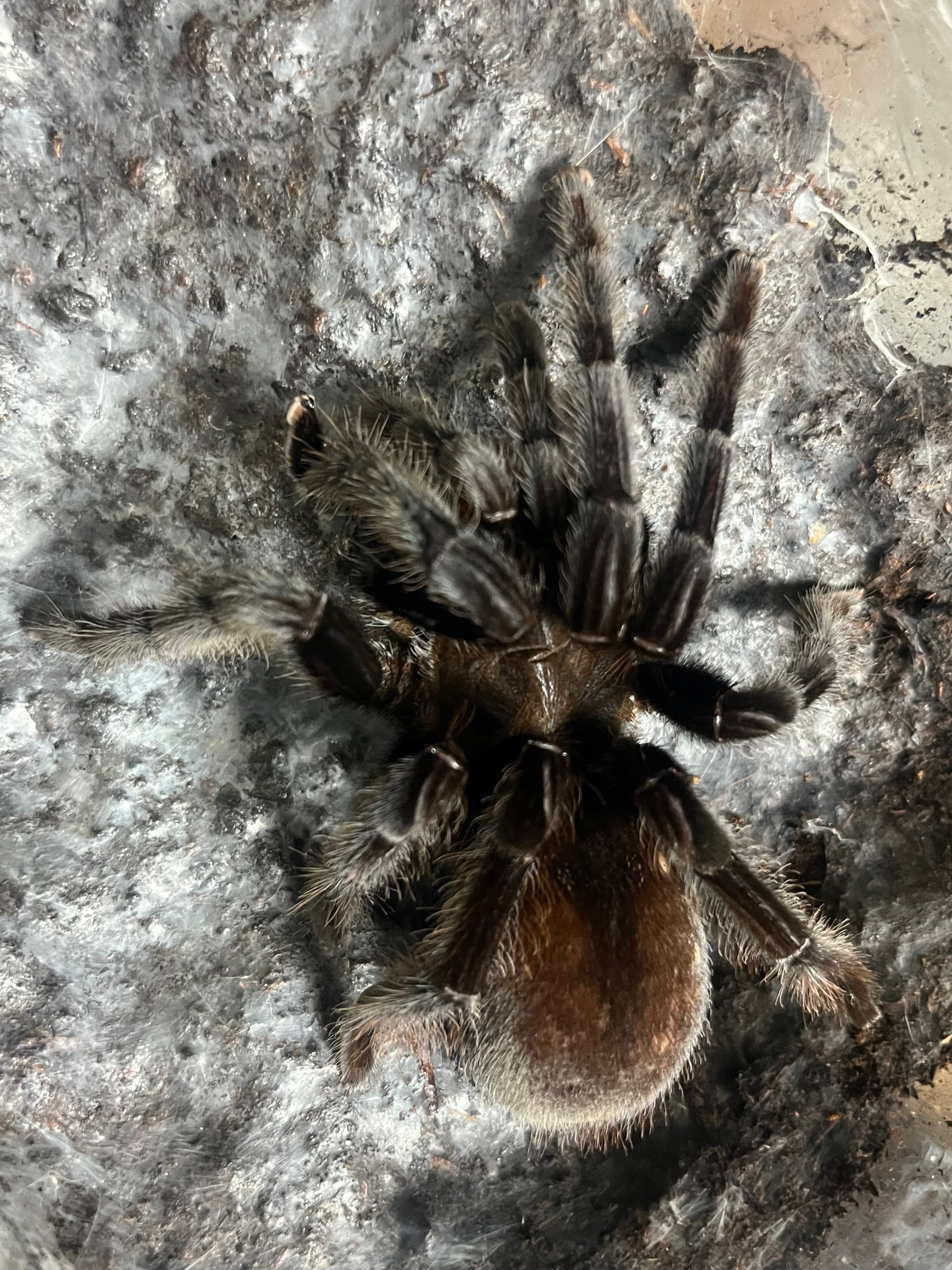 ♀生体】私の知る限りタランチュラの中で最も黒が美しい種のジャワ