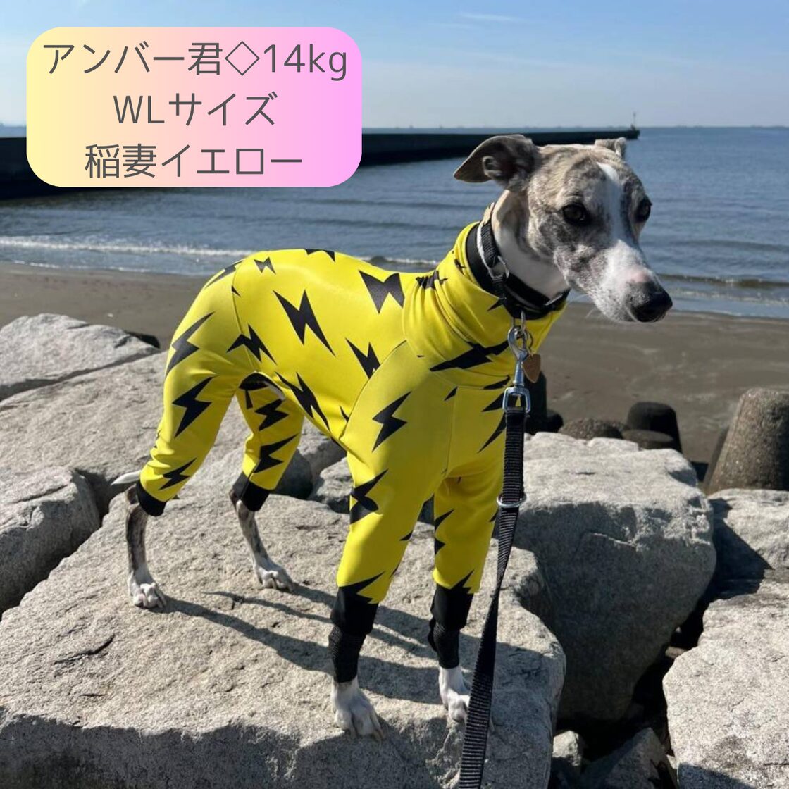 イタグレ・ウィペット】スプラッシュドット◇ワンコガード◇ロンパース