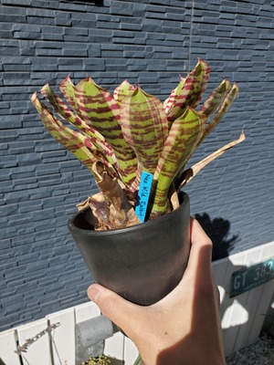 Neoregelia Wild Rabbit (L size)　【artPLANTs】ネオレゲリア/タンクブロメリア