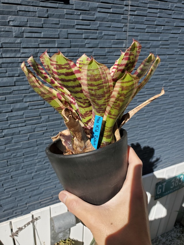 Neoregelia Wild Rabbit (L size)　【artPLANTs】ネオレゲリア/タンクブロメリア