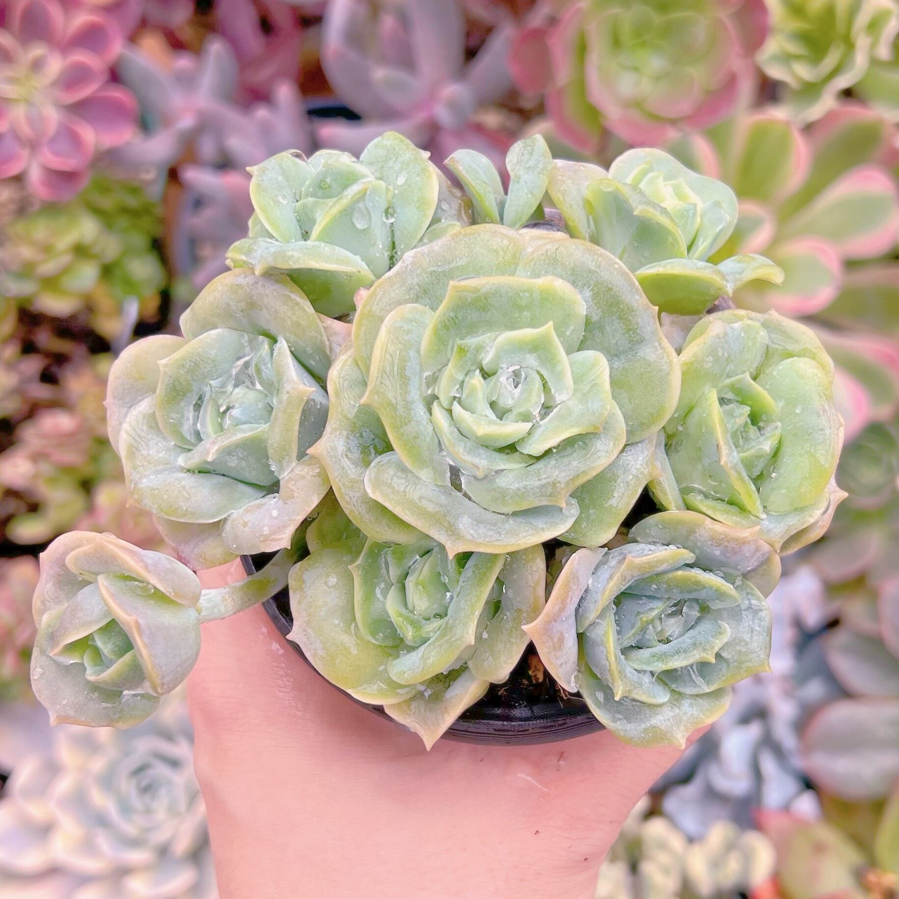 現品　ラブリーローズ#248   古株　るる農園