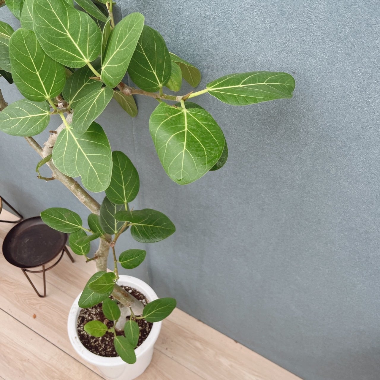 現品］28番 フィカス ベンガレンシス 曲がり 8号 観葉植物 室内 大型