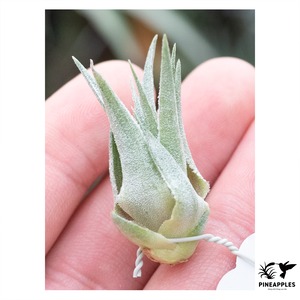 Tillandsia kautskyi (Ex. R. Kautskyi)