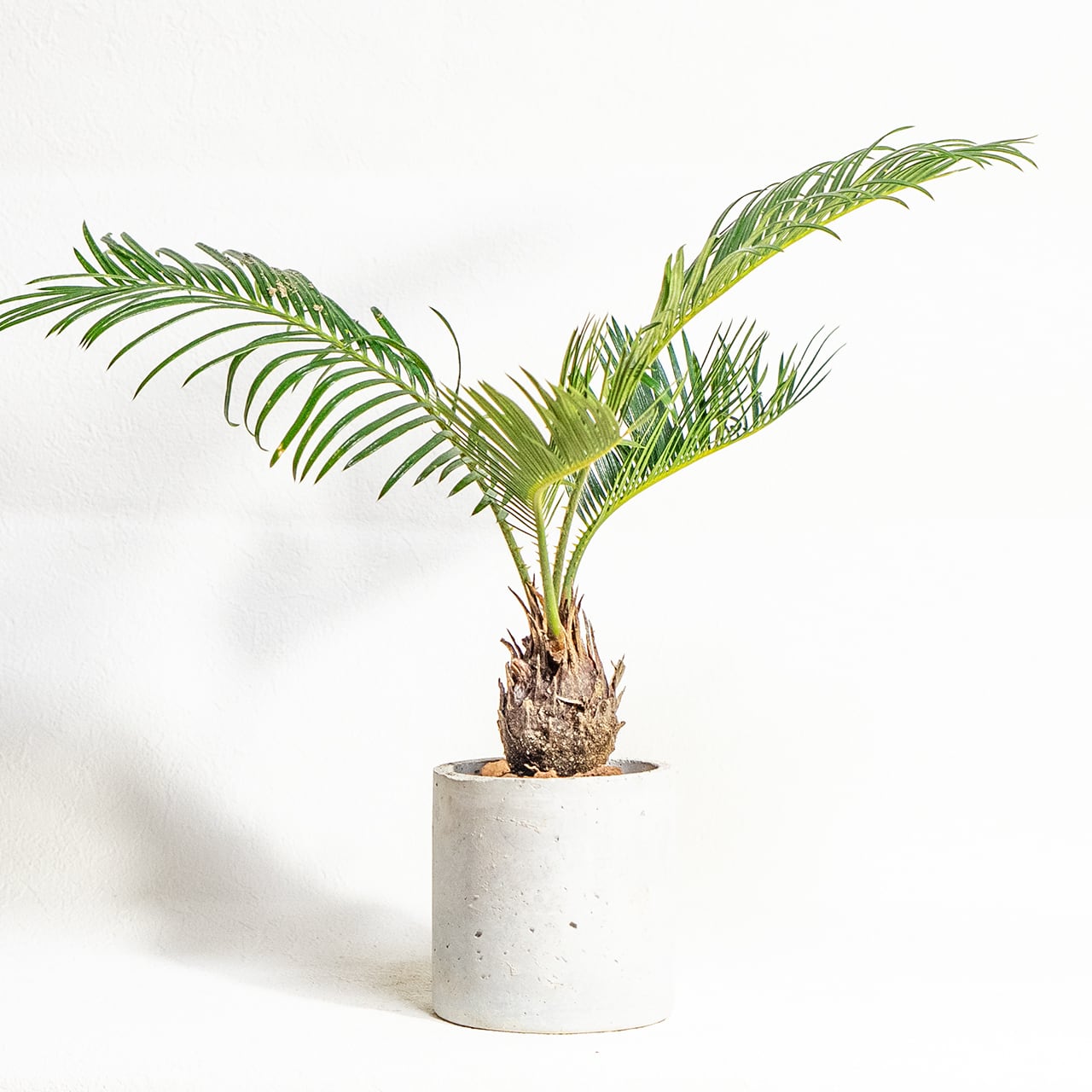 【硬質でツヤのある緑葉と丸い幹】独特のシルエットが目を引くソテツ。どんな部屋にも馴染む無骨な手づくりモルタル鉢でお届けします/虫発生抑制/全国一律送料850円