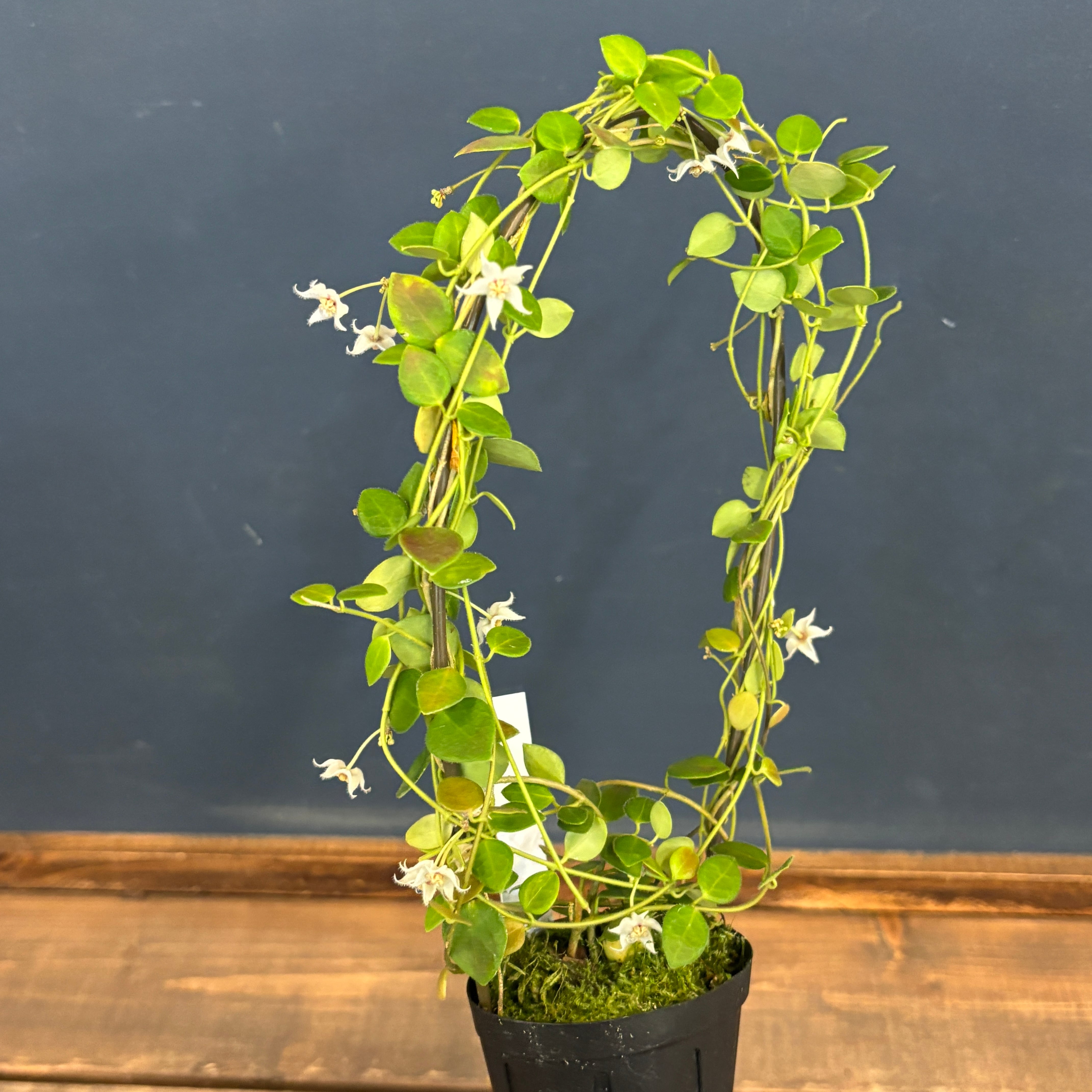 ホヤ sp. Timika, Central Papua【1048】 | PROTOLEAF プロトリーフ