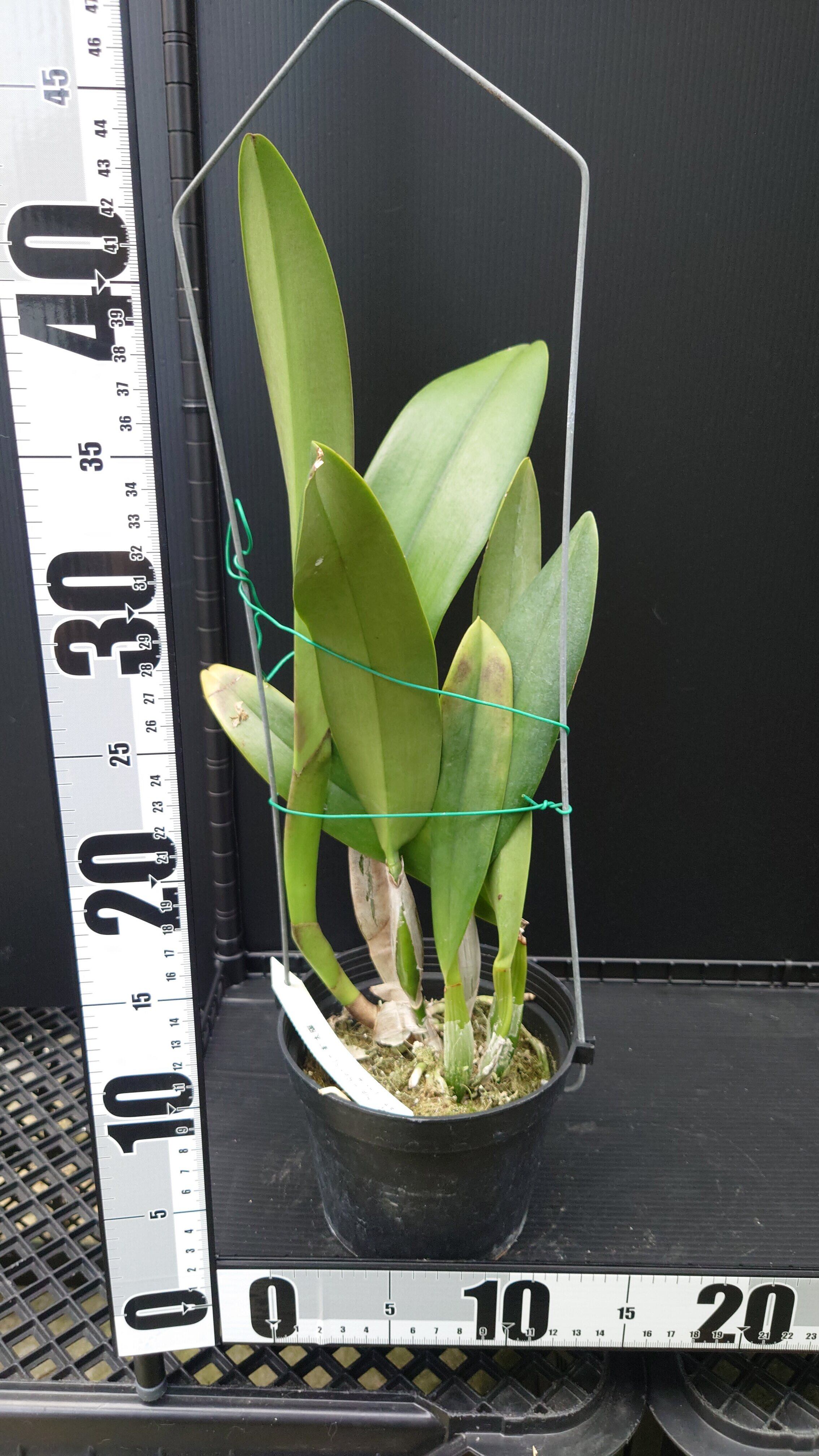 Rlc. Chialin Red Sun | 新垣洋らん園