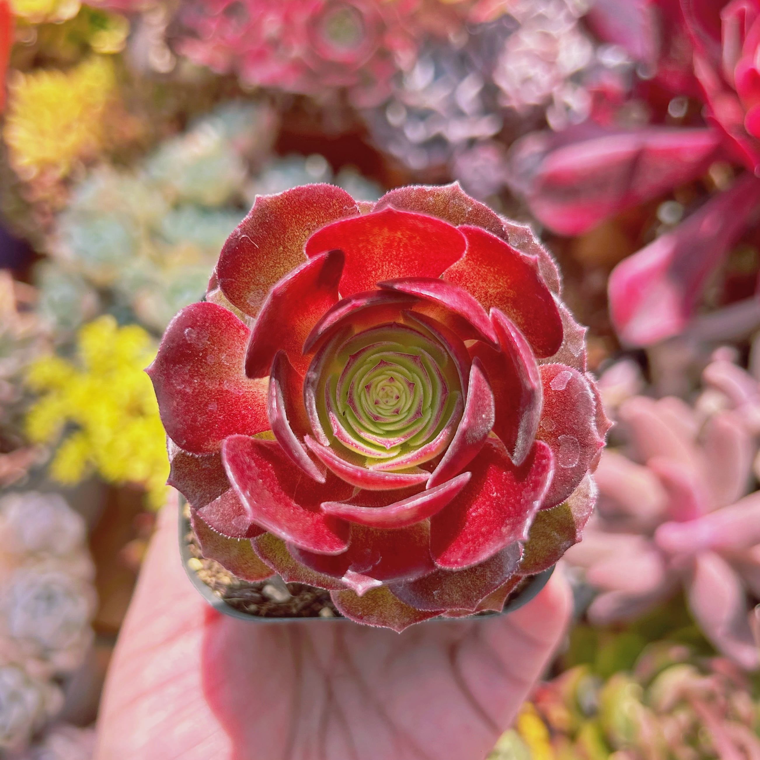 多肉植物　Aeonium   サラダボール　抜き苗