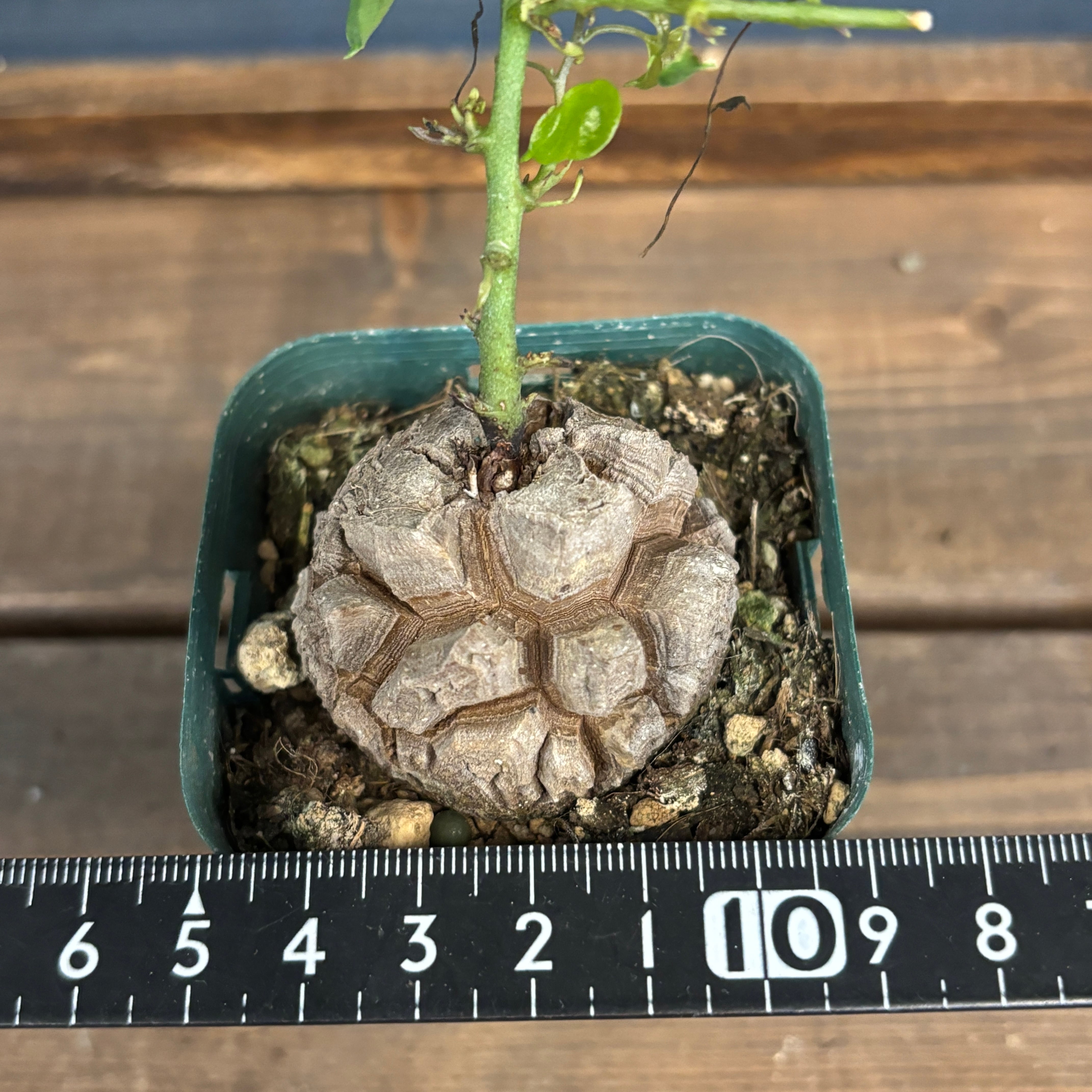 ディオスコレア エレファンティペス 亀甲竜 実生選抜【900