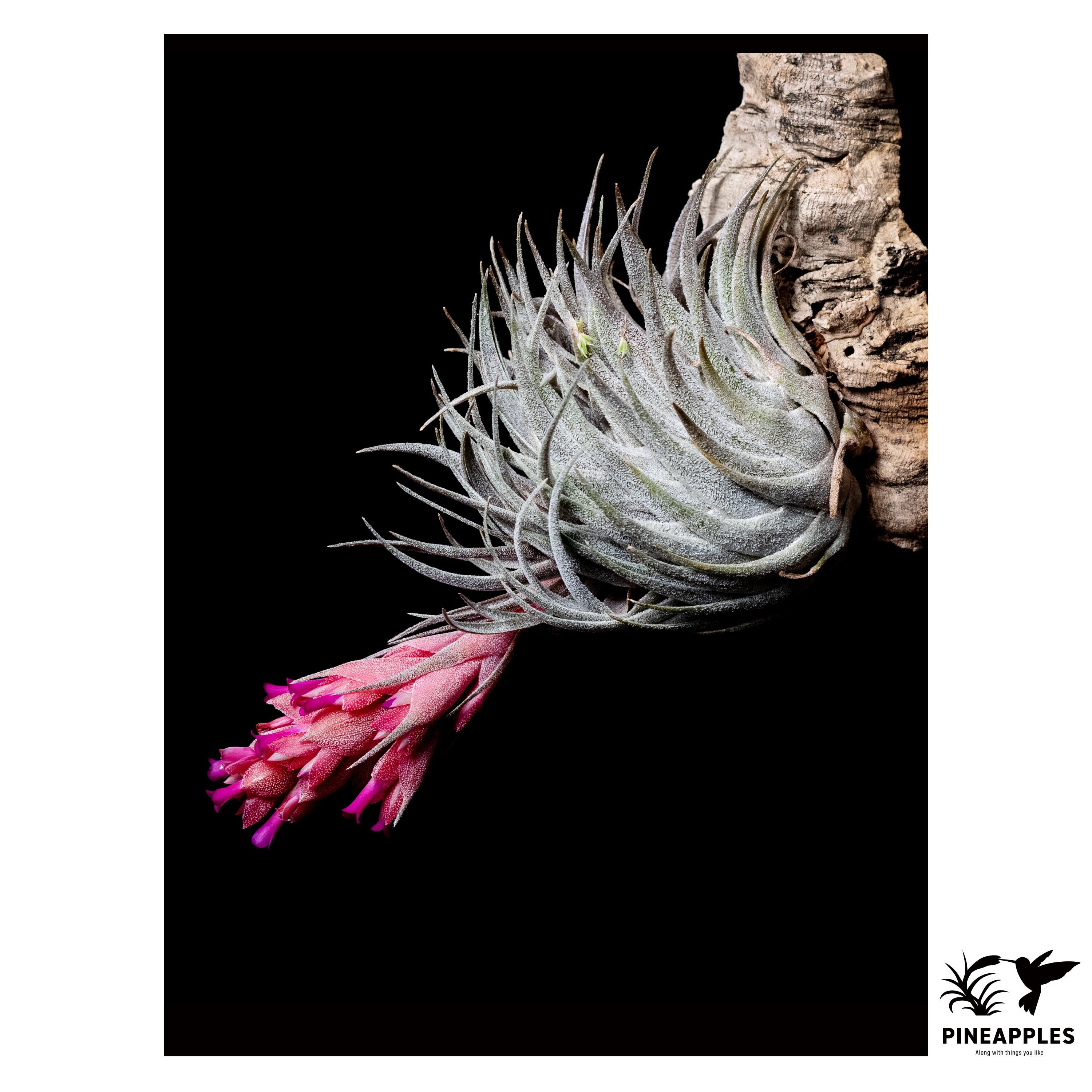 Tillandsia heubergeri（Espirito Santo, Brazil）【現品】 | PINEAPPLES