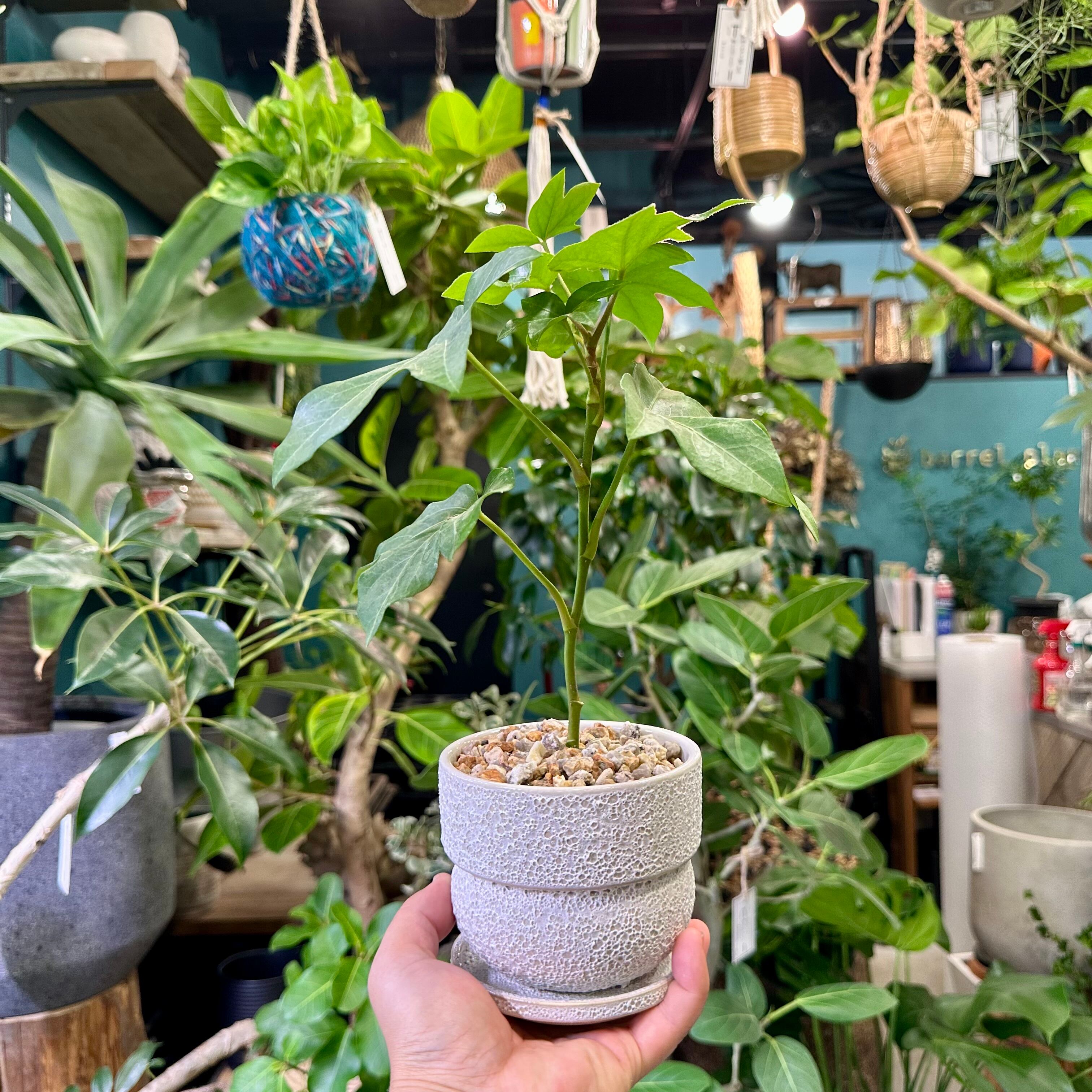 ファトス・ヘデラ | barrelplants_BONSAI
