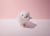 ヤギィ