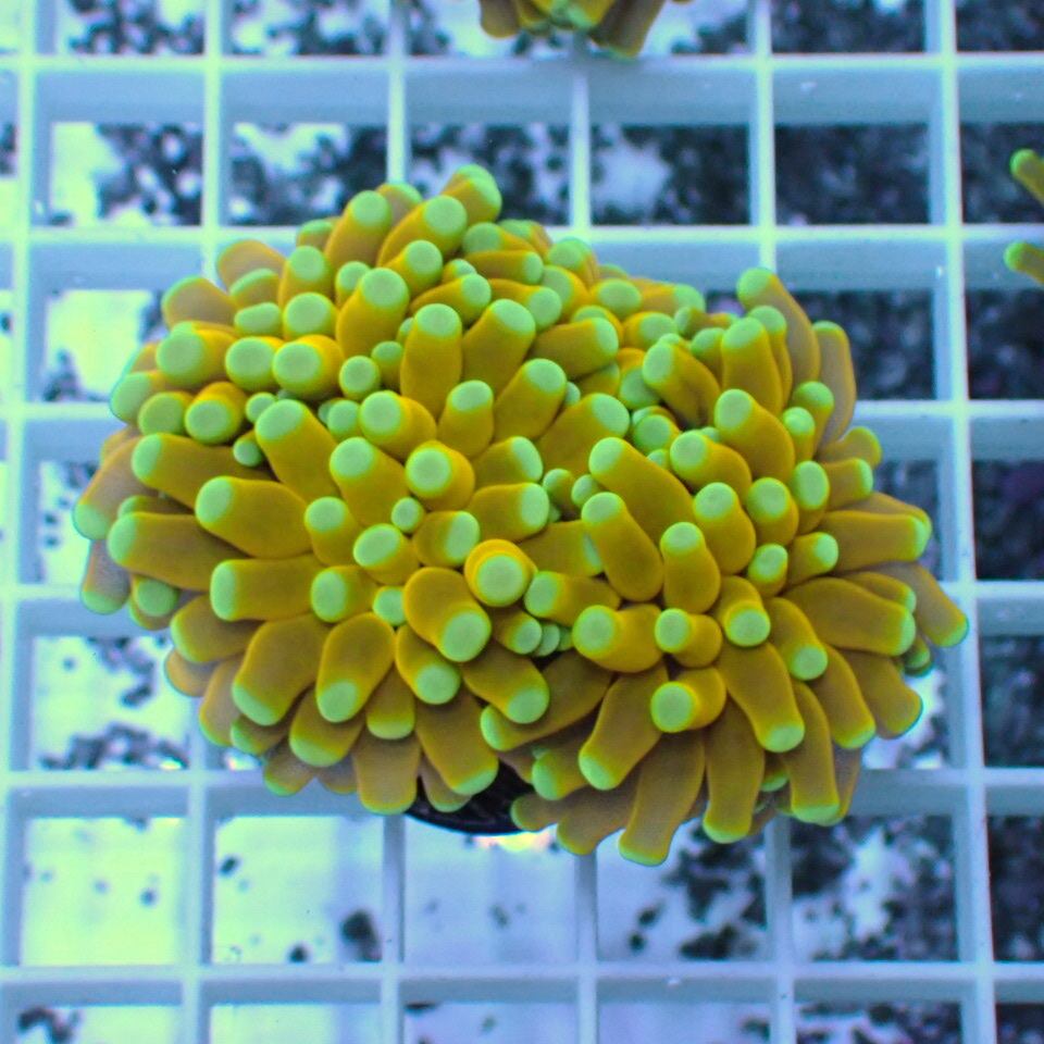 t725 ゴールドトーチ （エメラルドグリーン）ハナサンゴ Torch Coral