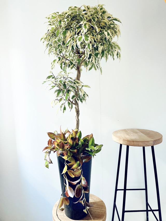 《希少》フィカス ベンジャミン スターライト ビュティークイーン ねじり 2玉造り 観葉植物 calm cafe