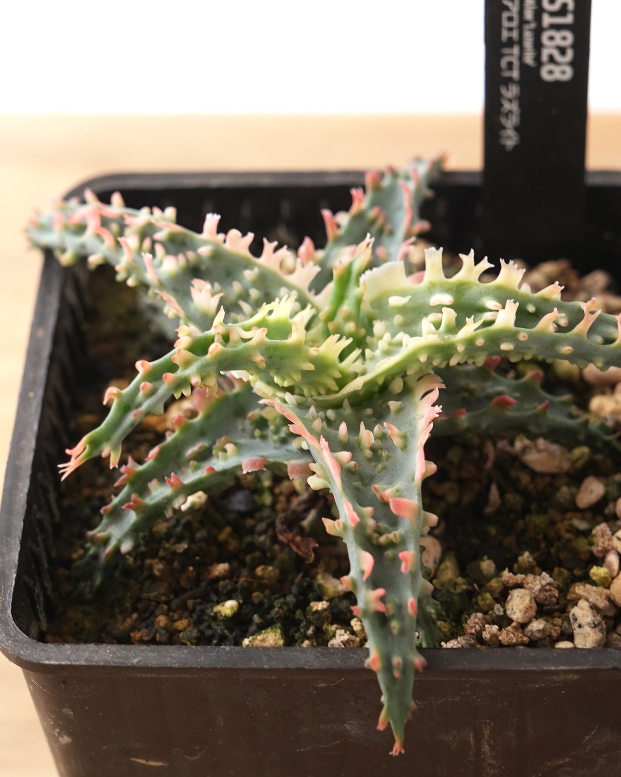 抜き苗 アロエ TCT ラズライト Aloe 'Lazurite'