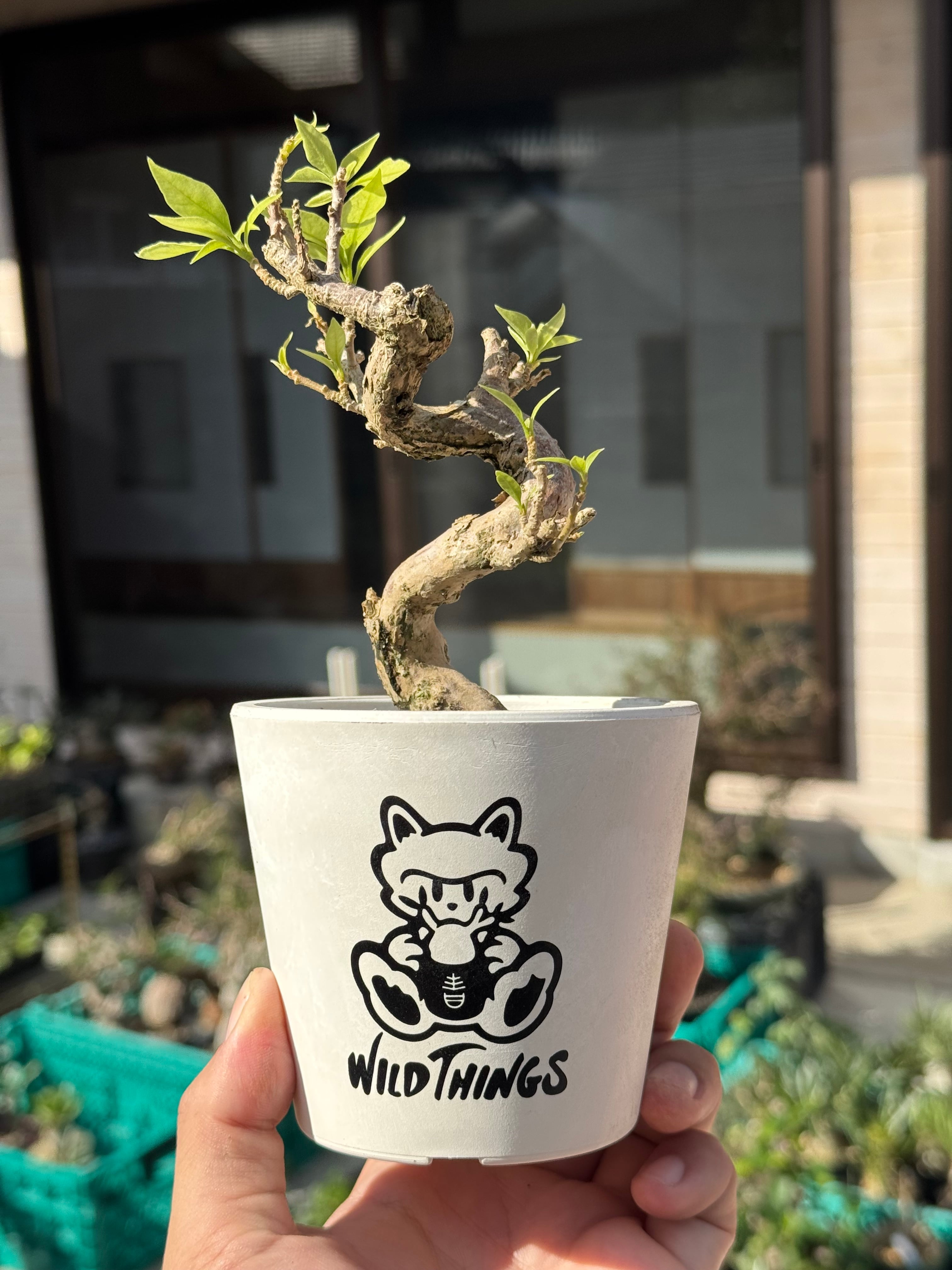 琉球盆栽】ハリツルマサキ【小型の良品】 | 青坊主-aobouzu-