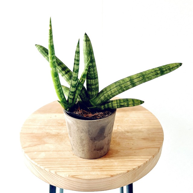 《人気》サンスベリア ボンセレシス 観葉植物 calm cafe