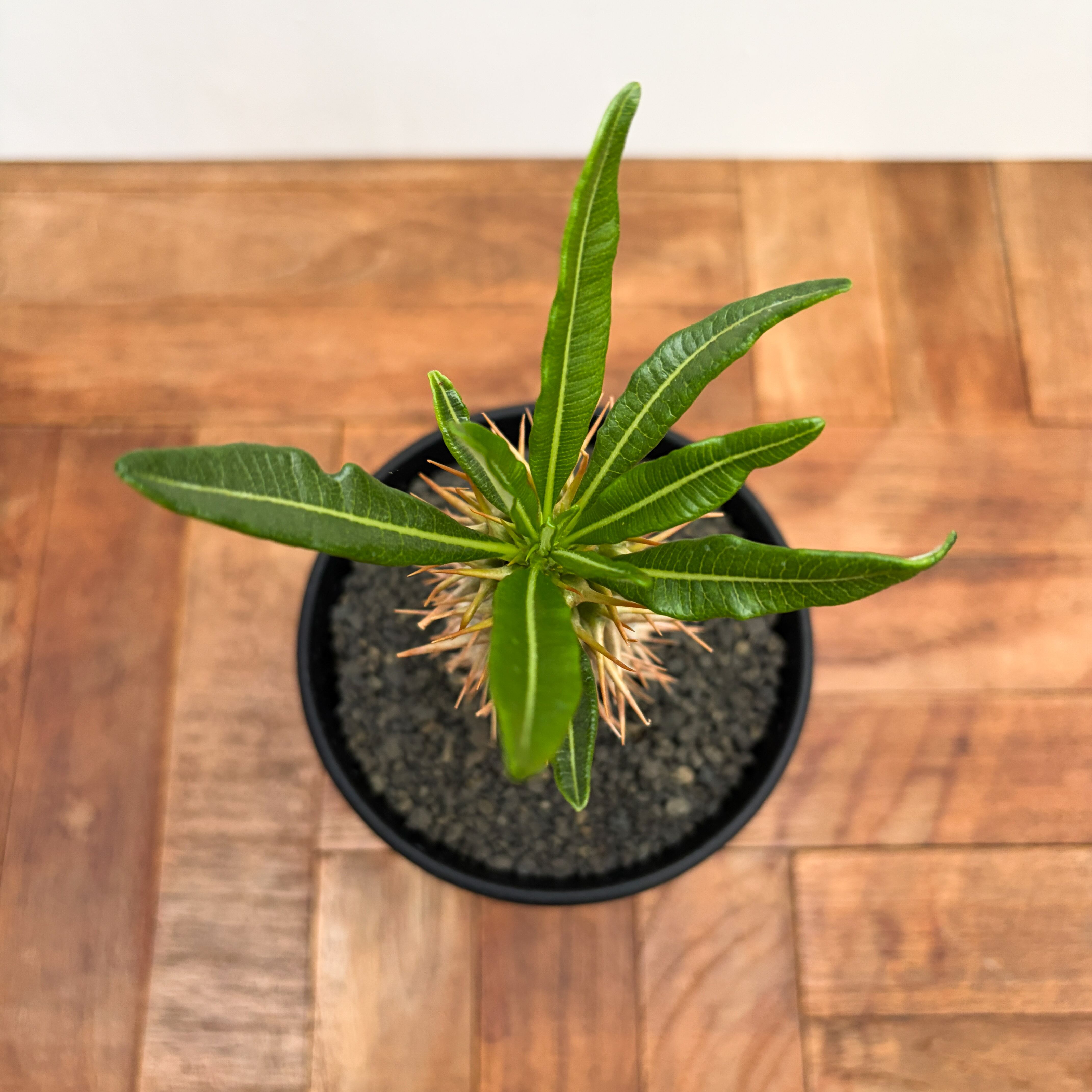 Pachypodium ambongense【パキポディウム・アンボンゲンセ・実生