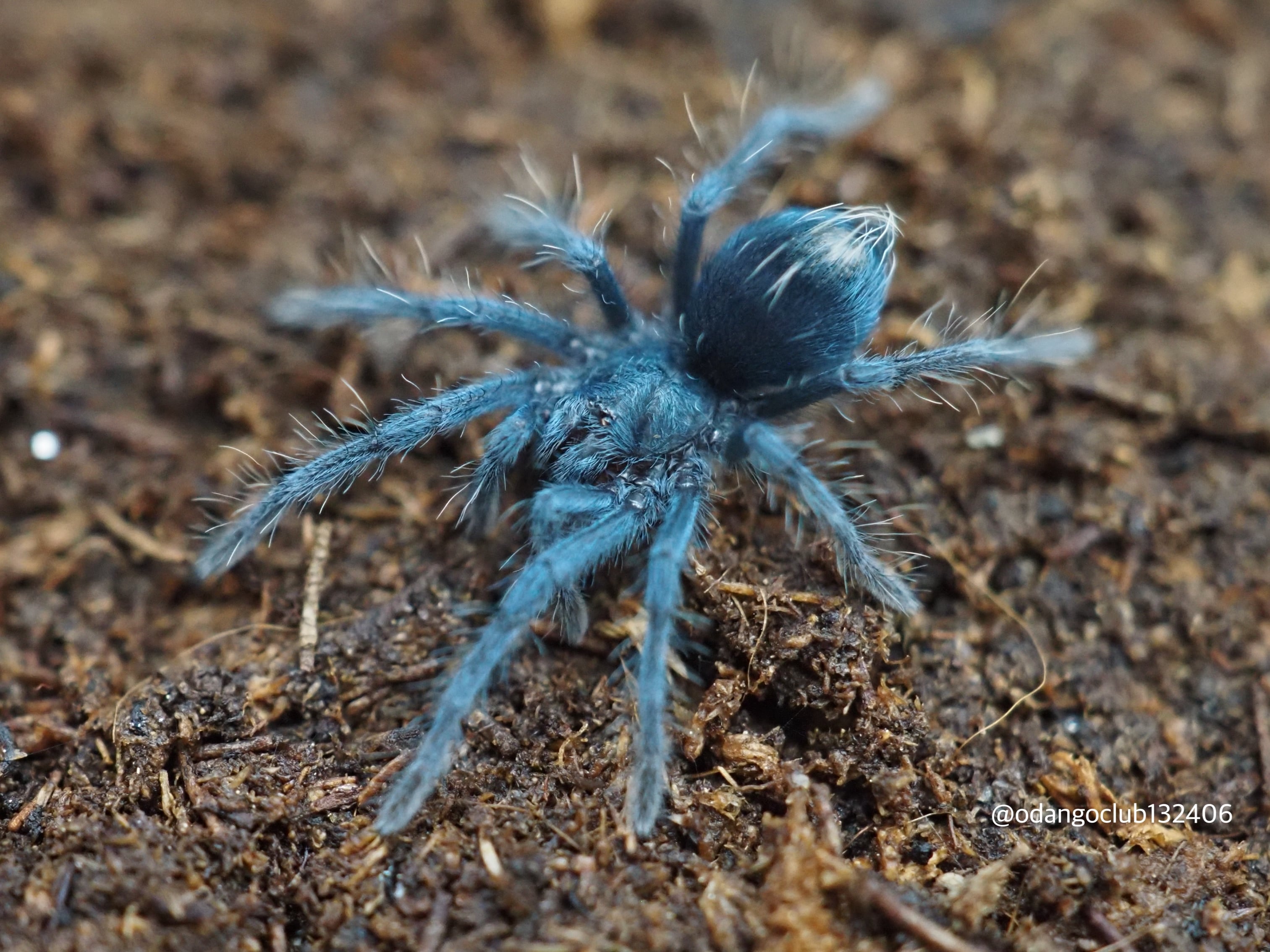 Phormictopus sp. 