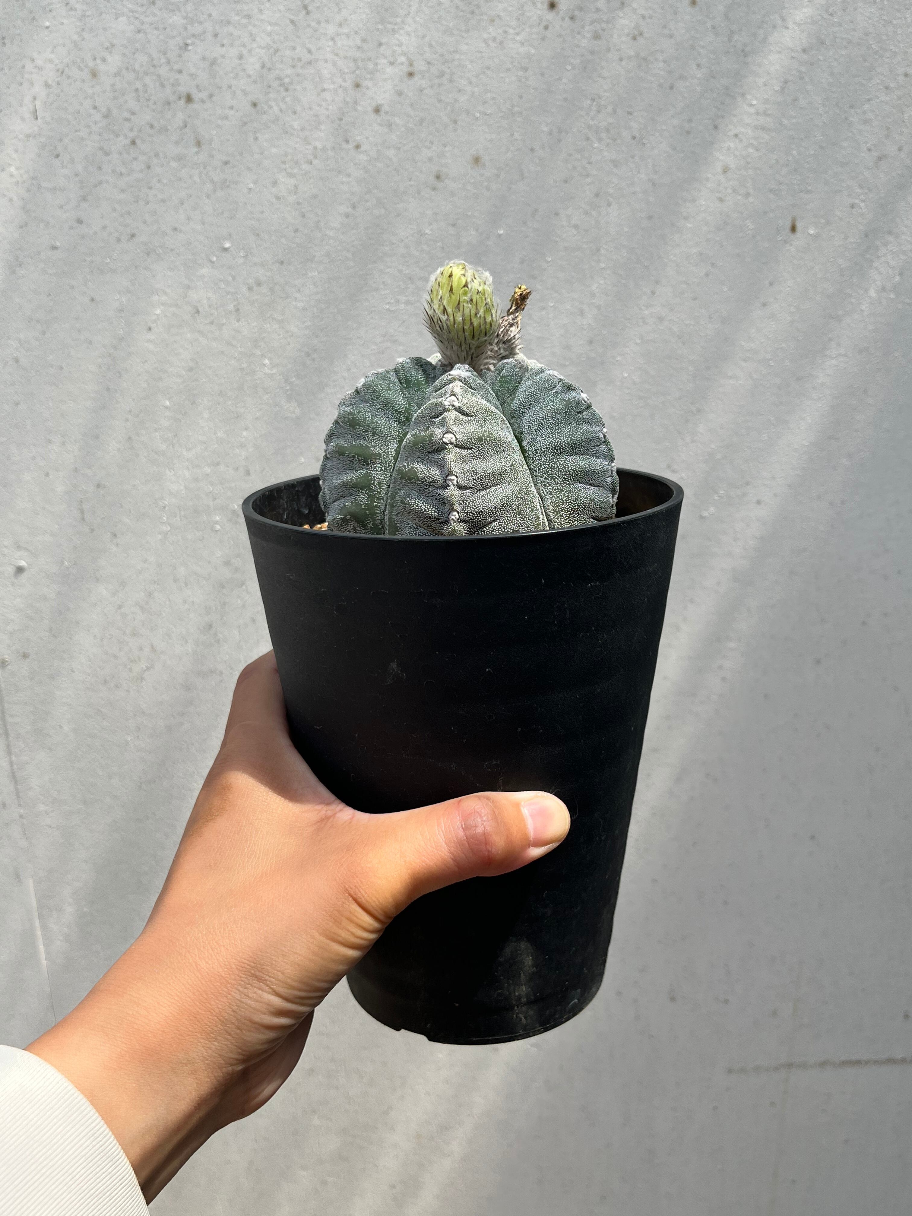 Astrophytum myriostigma アストロフィツム ランポー玉 鸞鳳玉 肋骨