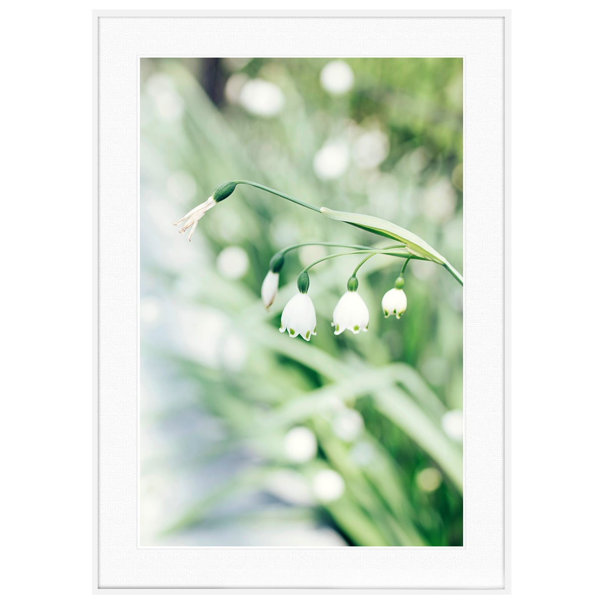花写真 スズラン(鈴蘭) インテリアアートポスター額装 AS2886