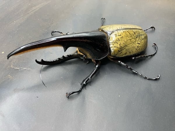 ラオス切手 甲虫 昆虫 王国 1968 全5種 NH オオルリ玉虫 ລາວラーオ ラオス切手 甲虫 昆虫 王国 1968 全5種 NH オオルリ玉虫 ລາວ