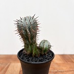 Euphorbia horrida var. striata 【ユーフォルビア・ストリアータ】