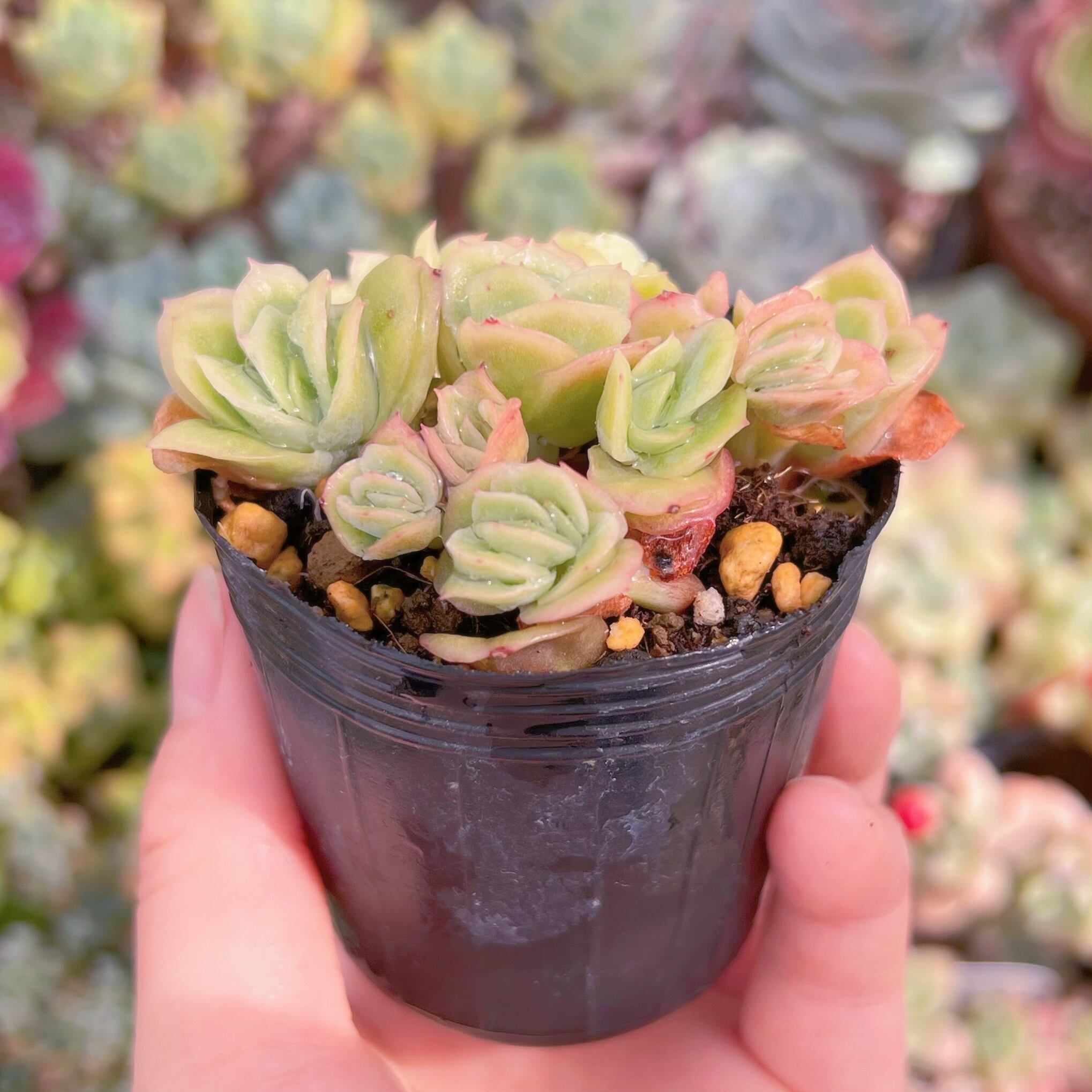 現品 アイスラブリーローズ錦#1166 るる農園 | るる農園~多肉植物専門