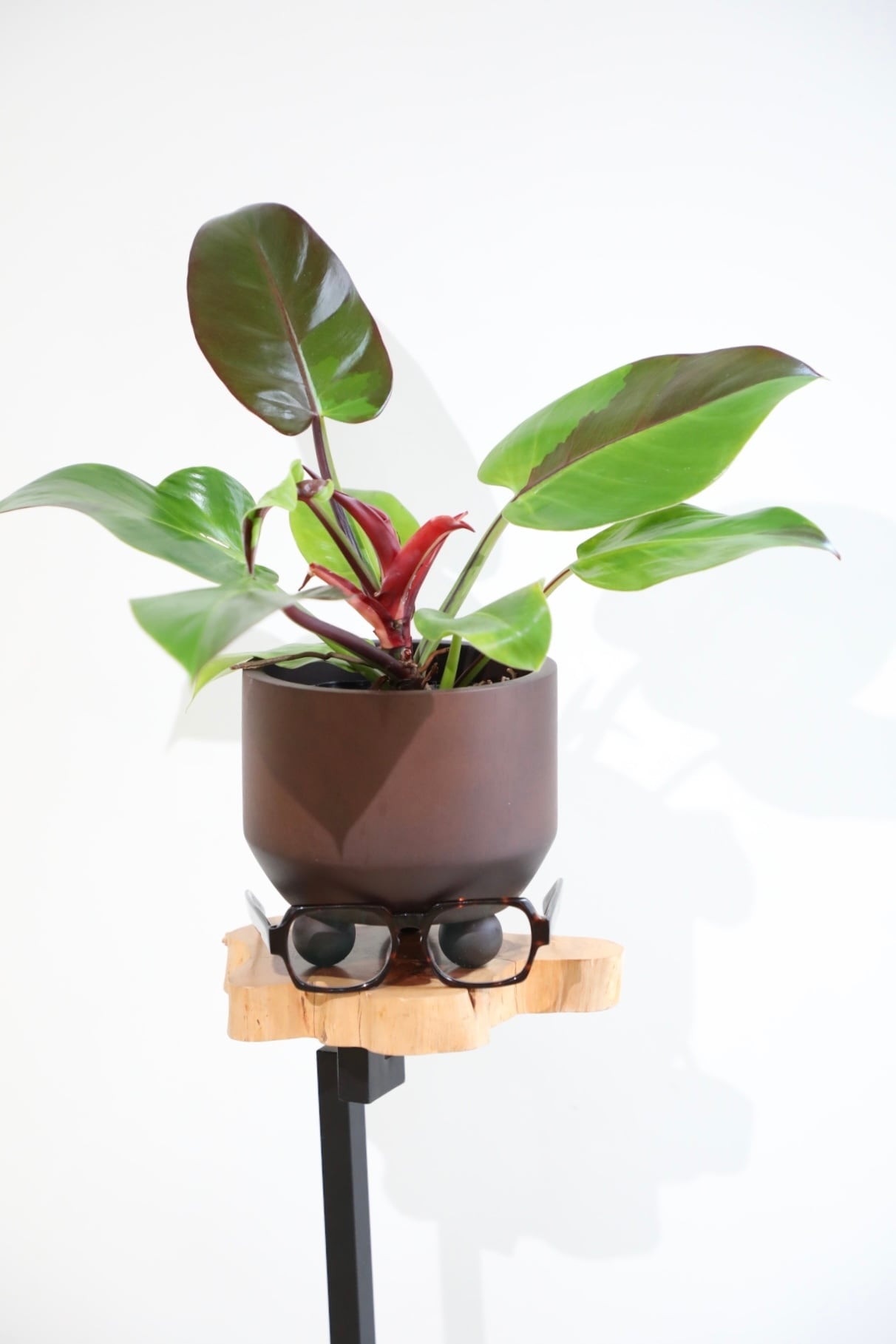 M】【希少】フィロデンドロン イエローフレーム/ Philodendron