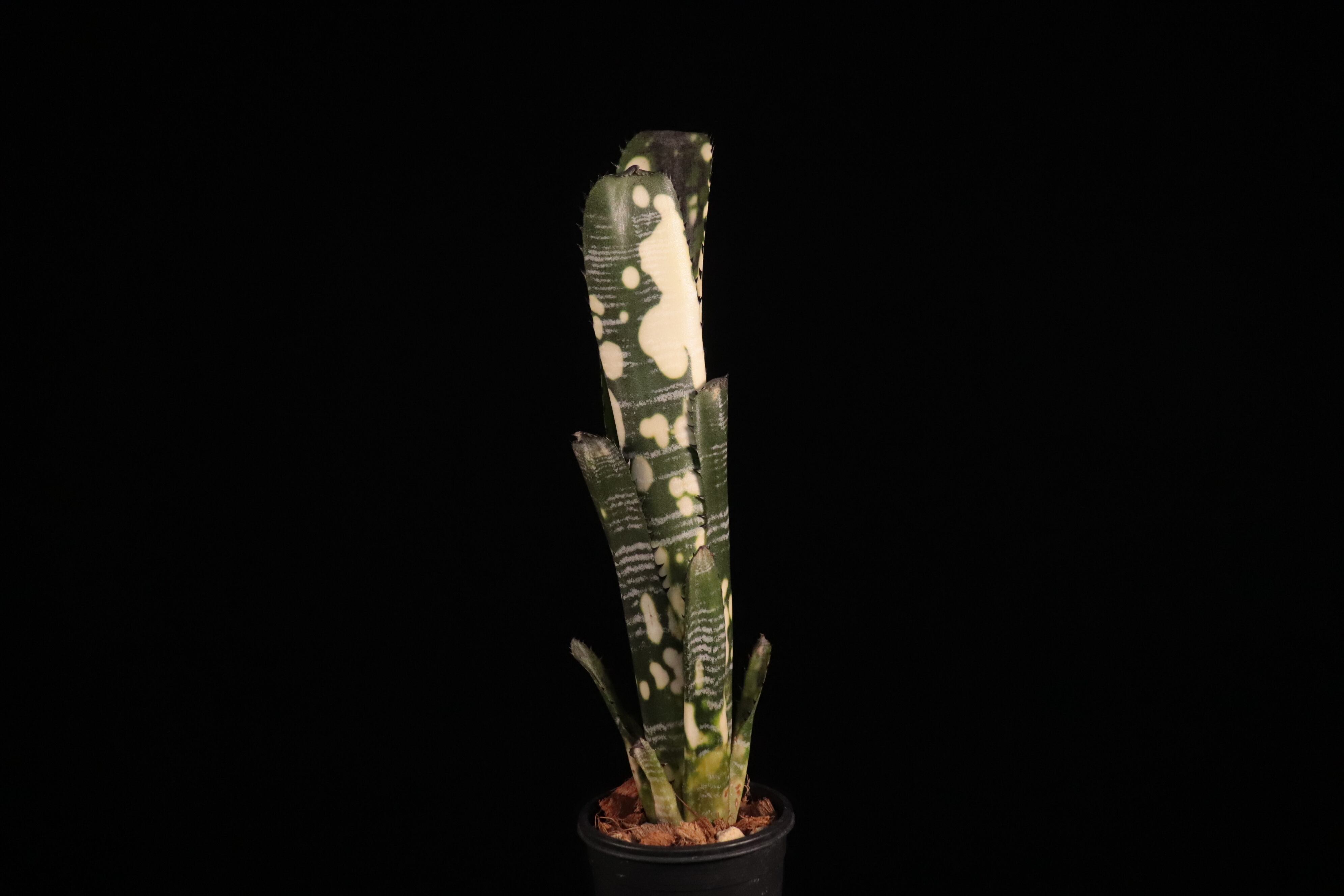 Billbergia Domingos Martins　ビルベルギア 送料無料】Billbergia vittata 'Domingos Martins'〔ビルベルギア