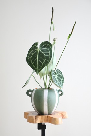 【M】アンスリウム クラリネルビウム/Anthurium ※土不使用