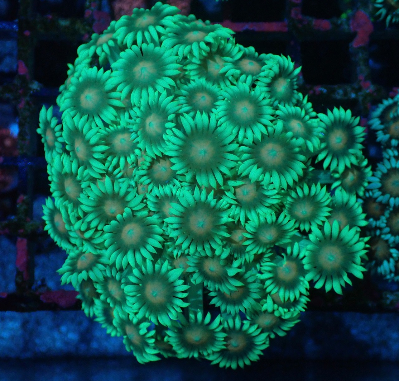 Goniopora FromMakassar 19