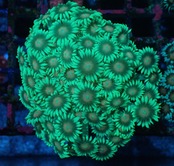 Goniopora FromMakassar 19